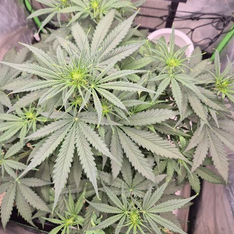 LSD auto (63-70 Tage ab Keimung) growlog timeline photo