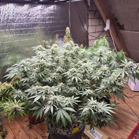 WTF- Königin Mimosa evo 👑👑👑 (65-70bt) growlog timeline photo