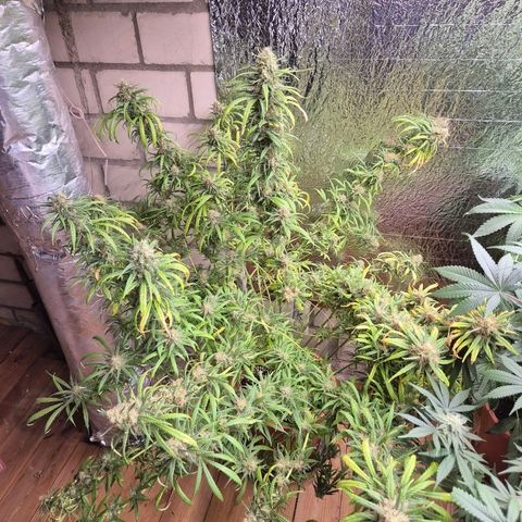 Afghani #1 (45-50bt) growlog timeline photo