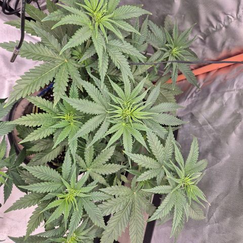 Tangerine dream 🌴 (60-65bt)  growlog timeline photo