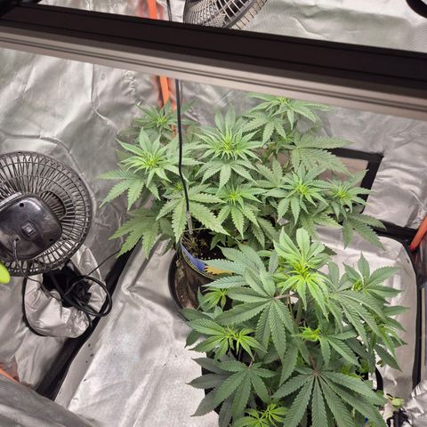 Tangerine dream 🌴 (60-65bt)  growlog timeline photo