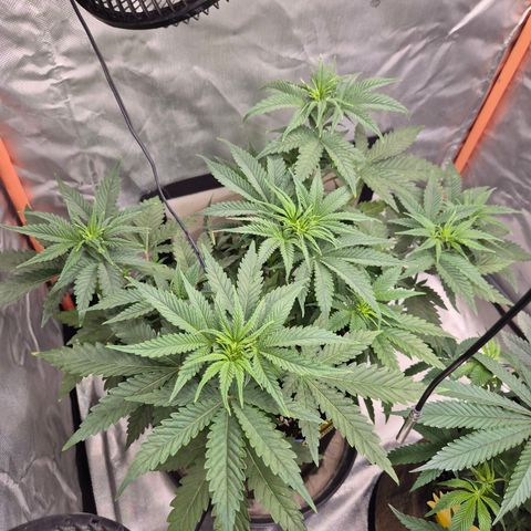 Tangerine dream 🌴 (60-65bt)  growlog timeline photo
