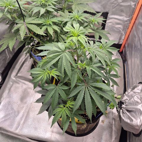 Mimosa evo stecki  🍊🍋🍍 (65-70bt) growlog timeline photo