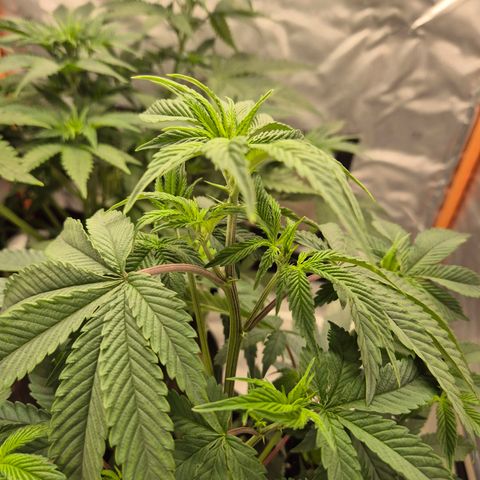 Mimosa evo stecki  🍊🍋🍍 (65-70bt) growlog timeline photo