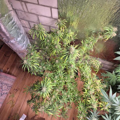 Afghani #1 (45-50bt) growlog timeline photo
