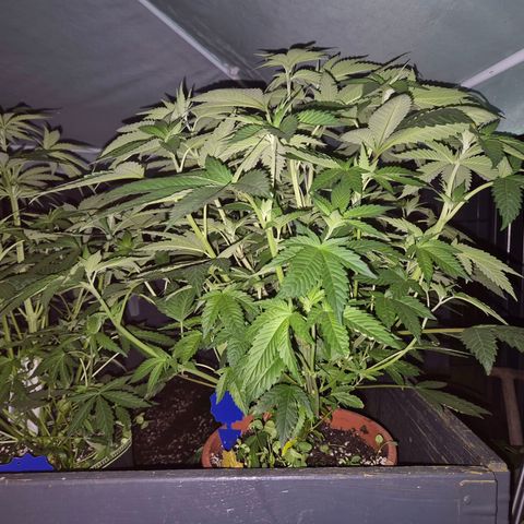 💚Bubba kush 🦝 (56-63 BT) growlog timeline photo