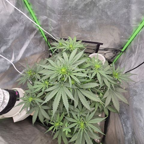 LSD auto (63-70 Tage ab Keimung) growlog timeline photo