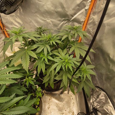 Tangerine dream 🌴 (60-65bt)  growlog timeline photo