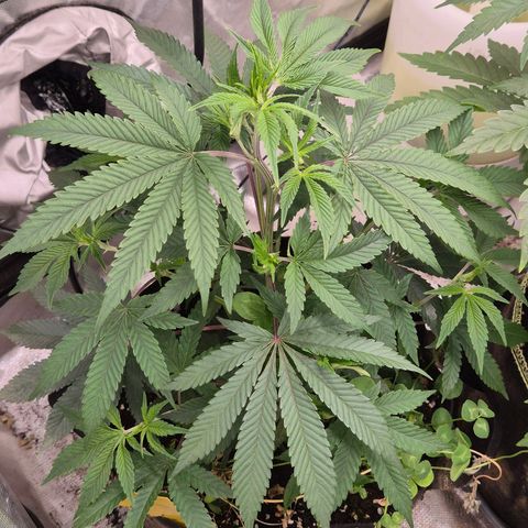 Mimosa evo stecki  🍊🍋🍍 (65-70bt) growlog timeline photo