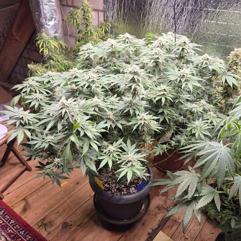 WTF- Königin Mimosa evo 👑👑👑 (65-70bt) growlog timeline photo