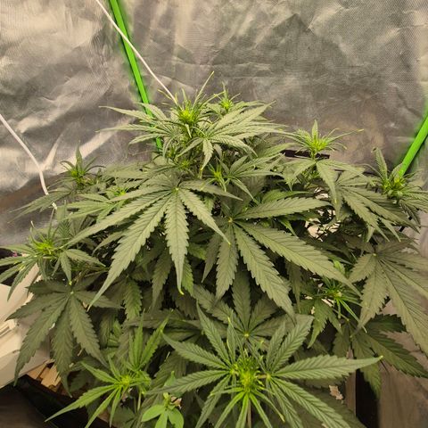 LSD auto (63-70 Tage ab Keimung) growlog timeline photo