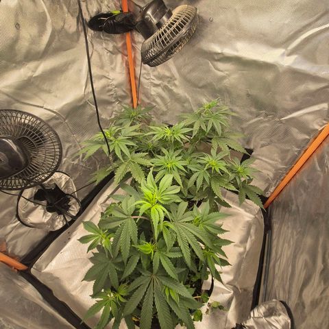 Tangerine dream 🌴 (60-65bt)  growlog timeline photo