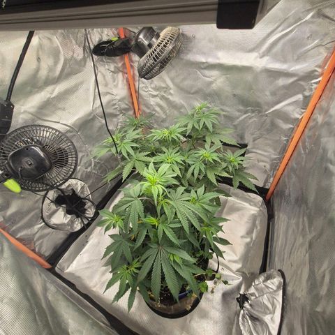 Mimosa evo stecki  🍊🍋🍍 (65-70bt) growlog timeline photo