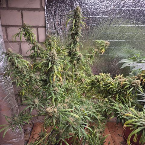 Afghani #1 (45-50bt) growlog timeline photo