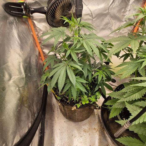 Mimosa evo stecki  🍊🍋🍍 (65-70bt) growlog timeline photo