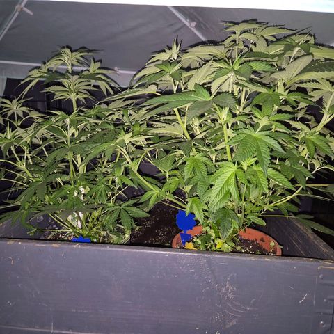 💚Bubba kush 🦝 (56-63 BT) growlog timeline photo