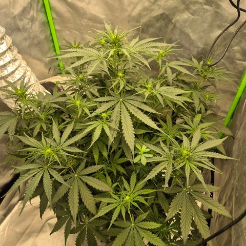 LSD auto (63-70 Tage ab Keimung) growlog timeline photo