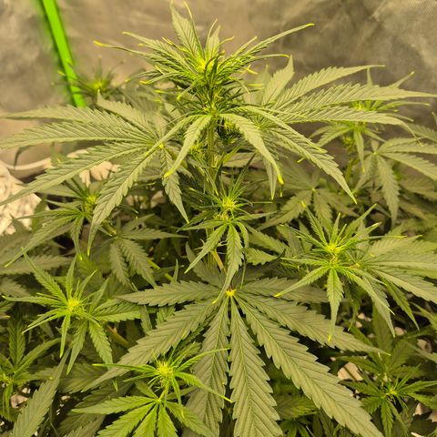 LSD auto (63-70 Tage ab Keimung) growlog timeline photo