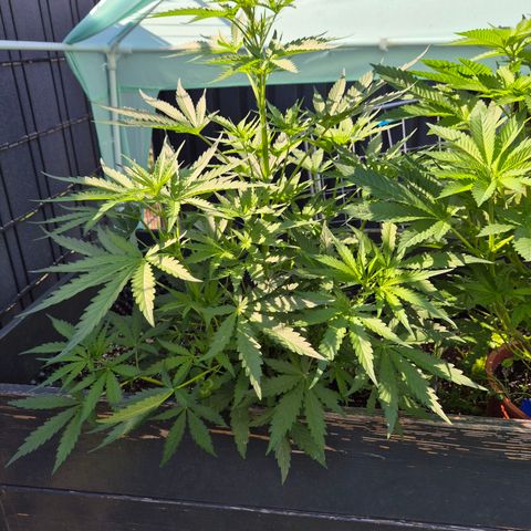 💚CHOCOLOPE 🍫 ☕️auto (56-63 BT) growlog timeline photo