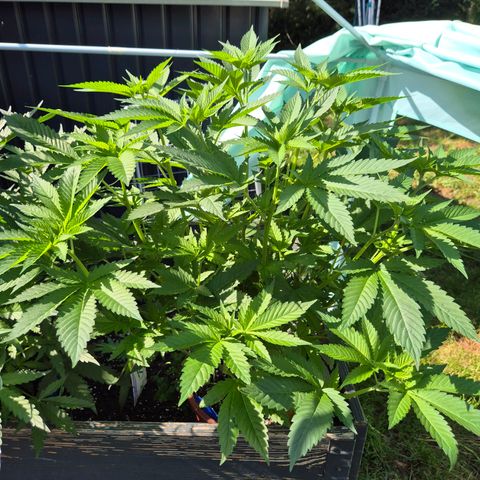💚Bubba kush 🦝 (56-63 BT) growlog timeline photo