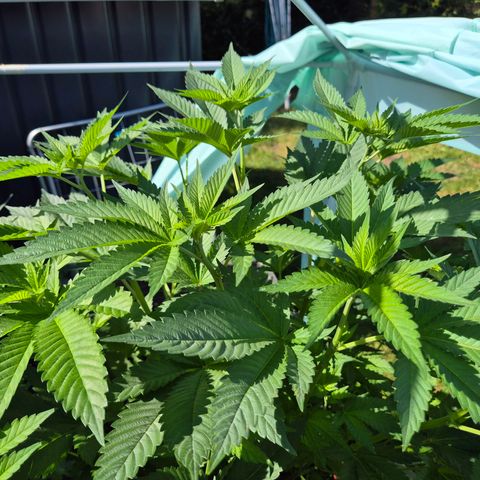 💚Bubba kush 🦝 (56-63 BT) growlog timeline photo
