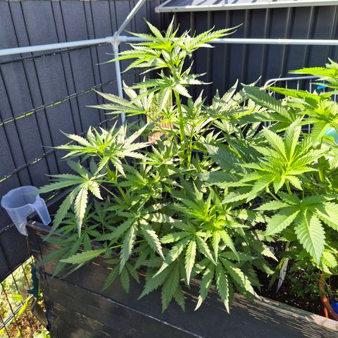 💚CHOCOLOPE 🍫 ☕️auto (56-63 BT) growlog timeline photo