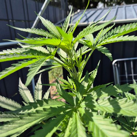 💚CHOCOLOPE 🍫 ☕️auto (56-63 BT) growlog timeline photo