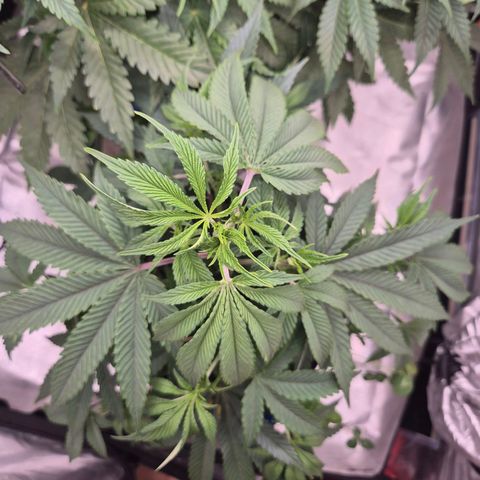 Mimosa evo stecki  🍊🍋🍍 (65-70bt) growlog timeline photo