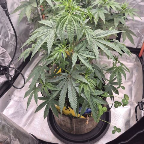 Mimosa evo stecki  🍊🍋🍍 (65-70bt) growlog timeline photo