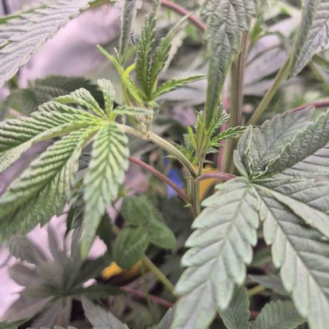 Mimosa evo stecki  🍊🍋🍍 (65-70bt) growlog timeline photo