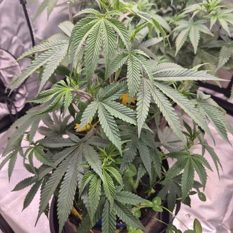Mimosa evo stecki  🍊🍋🍍 (65-70bt) growlog timeline photo