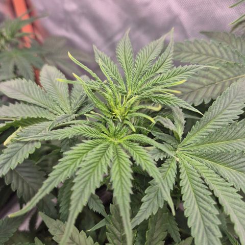 Tangerine dream 🌴 (60-65bt)  growlog timeline photo