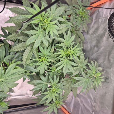 Tangerine dream 🌴 (60-65bt)  growlog timeline photo