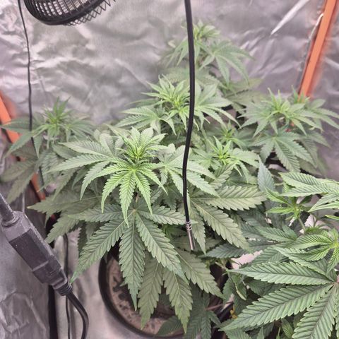 Tangerine dream 🌴 (60-65bt)  growlog timeline photo