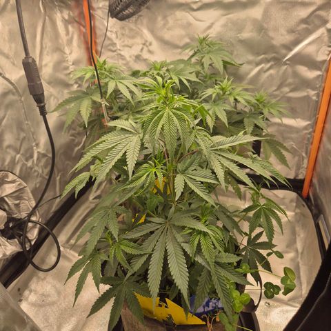 Tangerine dream 🌴 (60-65bt)  growlog timeline photo