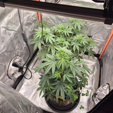 Tangerine dream 🌴 (60-65bt)  growlog timeline photo