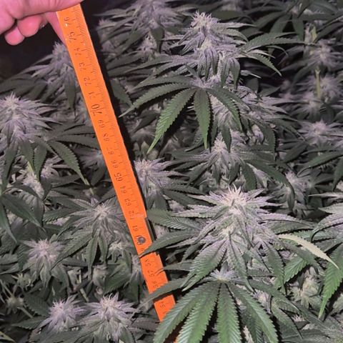 WTF- Königin Mimosa evo 👑👑👑 (65-70bt) growlog timeline photo