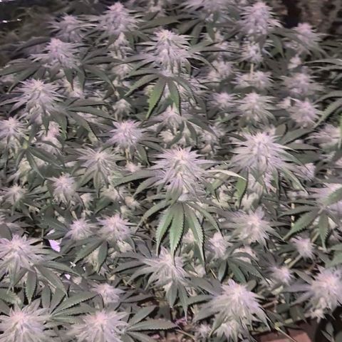 WTF- Königin Mimosa evo 👑👑👑 (65-70bt) growlog timeline photo