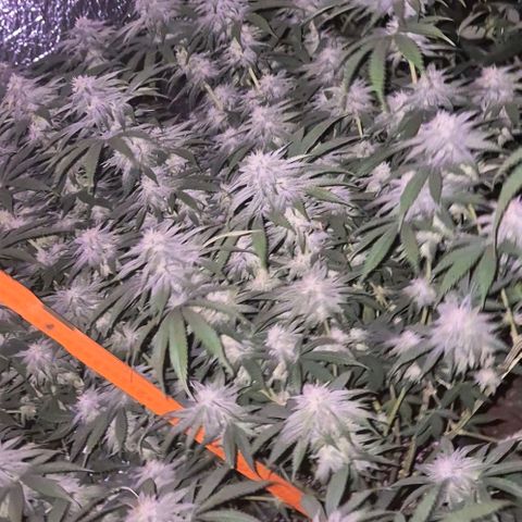WTF- Königin Mimosa evo 👑👑👑 (65-70bt) growlog timeline photo