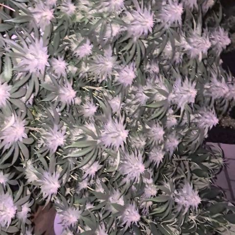 WTF- Königin Mimosa evo 👑👑👑 (65-70bt) growlog timeline photo