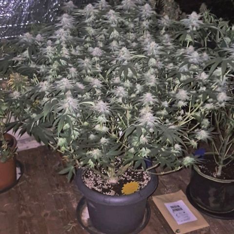 WTF- Königin Mimosa evo 👑👑👑 (65-70bt) growlog timeline photo