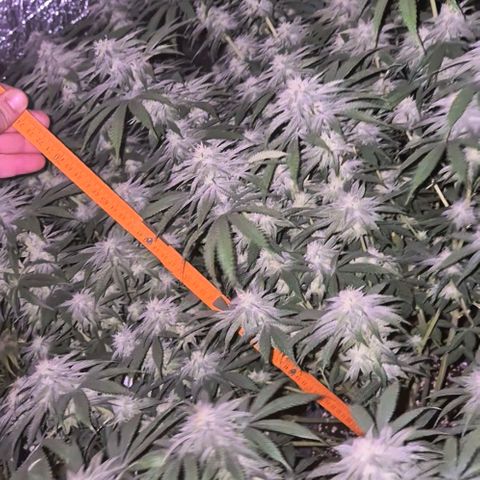 WTF- Königin Mimosa evo 👑👑👑 (65-70bt) growlog timeline photo
