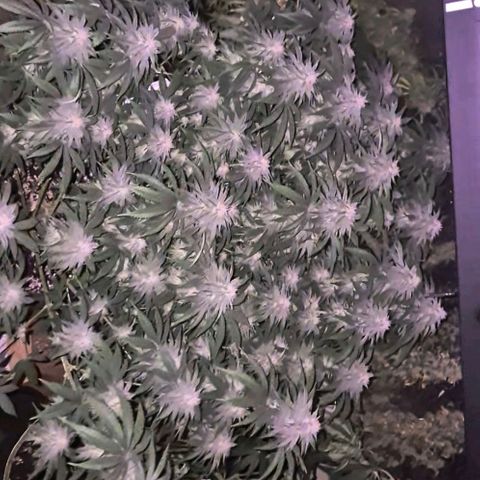 WTF- Königin Mimosa evo 👑👑👑 (65-70bt) growlog timeline photo
