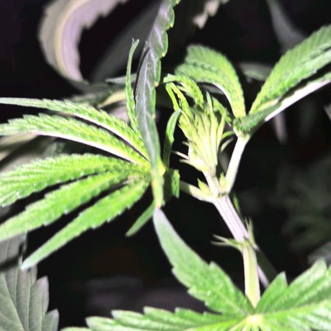 ICE 💚🧊 (63-70bt) growlog timeline photo