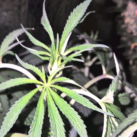 ICE 💚🧊 (63-70bt) growlog timeline photo