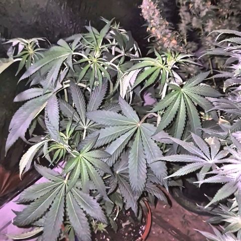 ICE 💚🧊 (63-70bt) growlog timeline photo