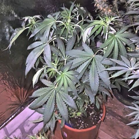 ICE 💚🧊 (63-70bt) growlog timeline photo