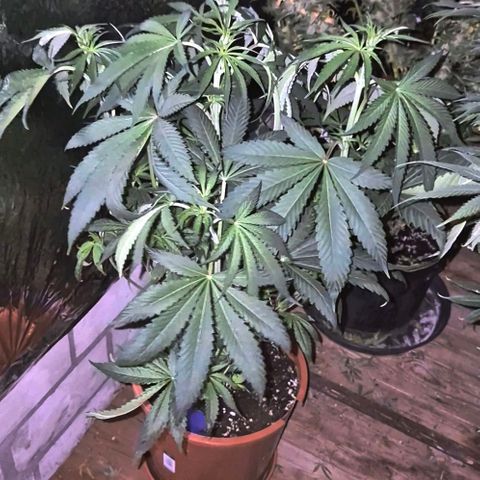 ICE 💚🧊 (63-70bt) growlog timeline photo