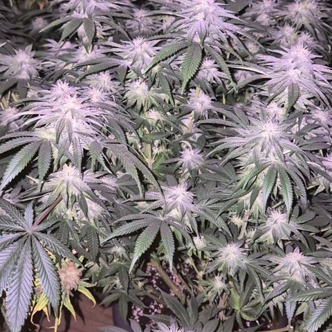 WTF- Königin Mimosa evo 👑👑👑 (65-70bt) growlog timeline photo