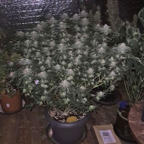 WTF- Königin Mimosa evo 👑👑👑 (65-70bt) growlog timeline photo